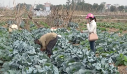 Phóng sự của ANTV: Kinh hoàng rau sạch tưới nước thải độc hại tại Hà Nội